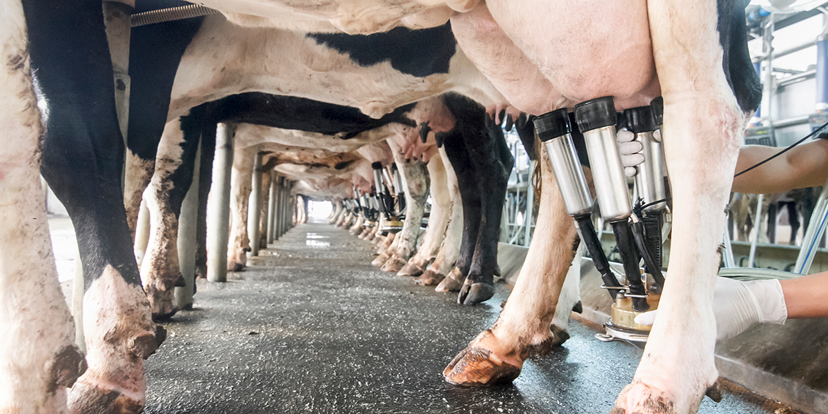 Photo of cows being milked on a dairy farm